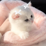 prttyprincesa