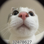 채아교