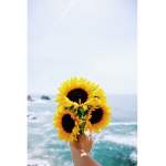 *~ Sunflower Sqaud ~*
