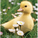 Duckyy club