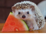 #Team Hedgehog