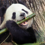 Panda Panda The Panda (Tedd Agent Official Group)