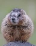 MARMOTS UGC