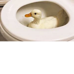 Duck crew for the sake in the pond