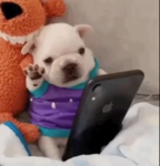 Asilo de gatos