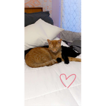 The cat supporters