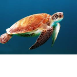 save the turtles sksk