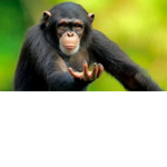 the silly monke group