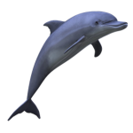 TheDolphins