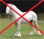 PONYS ARE UGLY