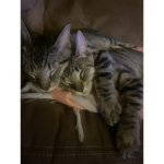 Kitten’s puppy’s