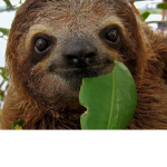 the sloth people of roblox