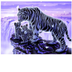 TTigers of the jungle