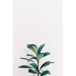 I~Plants~I
