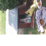 Penny the cute dog