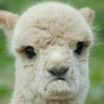 LLamas will take over the world