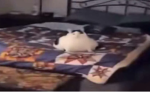 bunus_mon