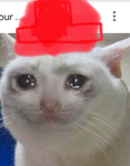 Cat in the pink hat