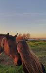 NOEMI&SARAH_VIOLETandBlue