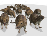 KINGDOM OF ZA RATS