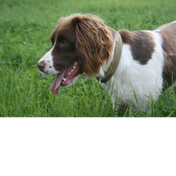 goodbye biscuit the dog