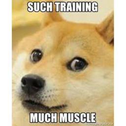 Doge Training