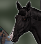 C.C's Fieldview Equine