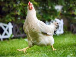 chicken pmussy