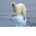 Save that bear