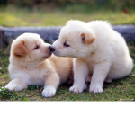 Cute animal Clothing!