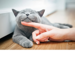 Cat czech club