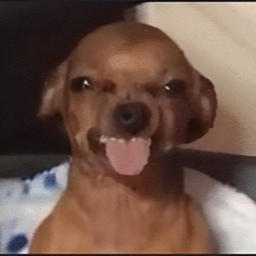 dog obby