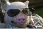 Piggyplayz fan club