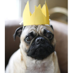New Pug Kingdom