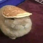 Pancake Bunny !