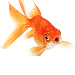 Roblox FISHY ARMY