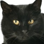 The Kitten People of Roblox