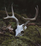 {The Stag-cat Colonies} {RP GROUP}