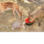 No more extinct animals