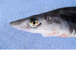 Spiny Dogfish