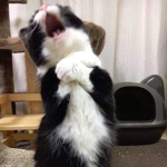 Ok bye gusy