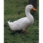 Official crazyduck group
