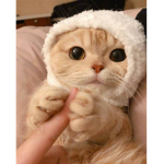 타디시고양이 팬클럽