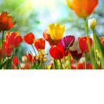 Yellow Spring
