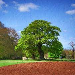 The Trees