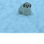 The Sully