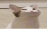 pog cats