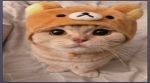 cheesebrugerhhjfjdkffffdf