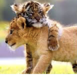 Simba squad ROAR XD