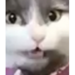Killer Kittins